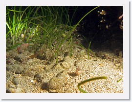 IMG_6896-crop * Juvenile Yellow Boxfish (Ostracion cubicus) * 3264 x 2448 * (2.29MB)